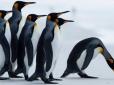Жарт природи виглядає дуже гарно: Фотограф відшукав унікального жовтого пінгвіна, і обидва прославилися