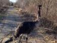 Глобальне потепління, кажуть місцеві: На околицях Чернівців оселився страус (відео)
