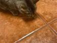 Забобонні не тільки люди: Кішка виявила на підлозі шматочок курки і тепер вірить у 