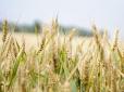 Як за часів агонії СРСР: Великий урожай зерна у Росії виявився фікцією