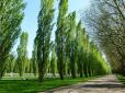 На пух тоді уваги не звертали: Чому в СРСР ще з 1939-х садили тополі вздовж доріг, тротуарів і в кожному дворі