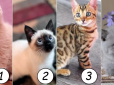 Жіночий психологічний тест: Оберіть кошеня на картинці - це розкаже, чим ви притягуєте чоловіків